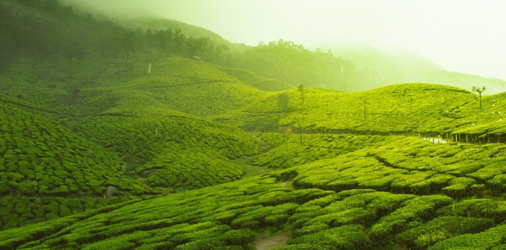 coorg-ooty-mysore-tour-package