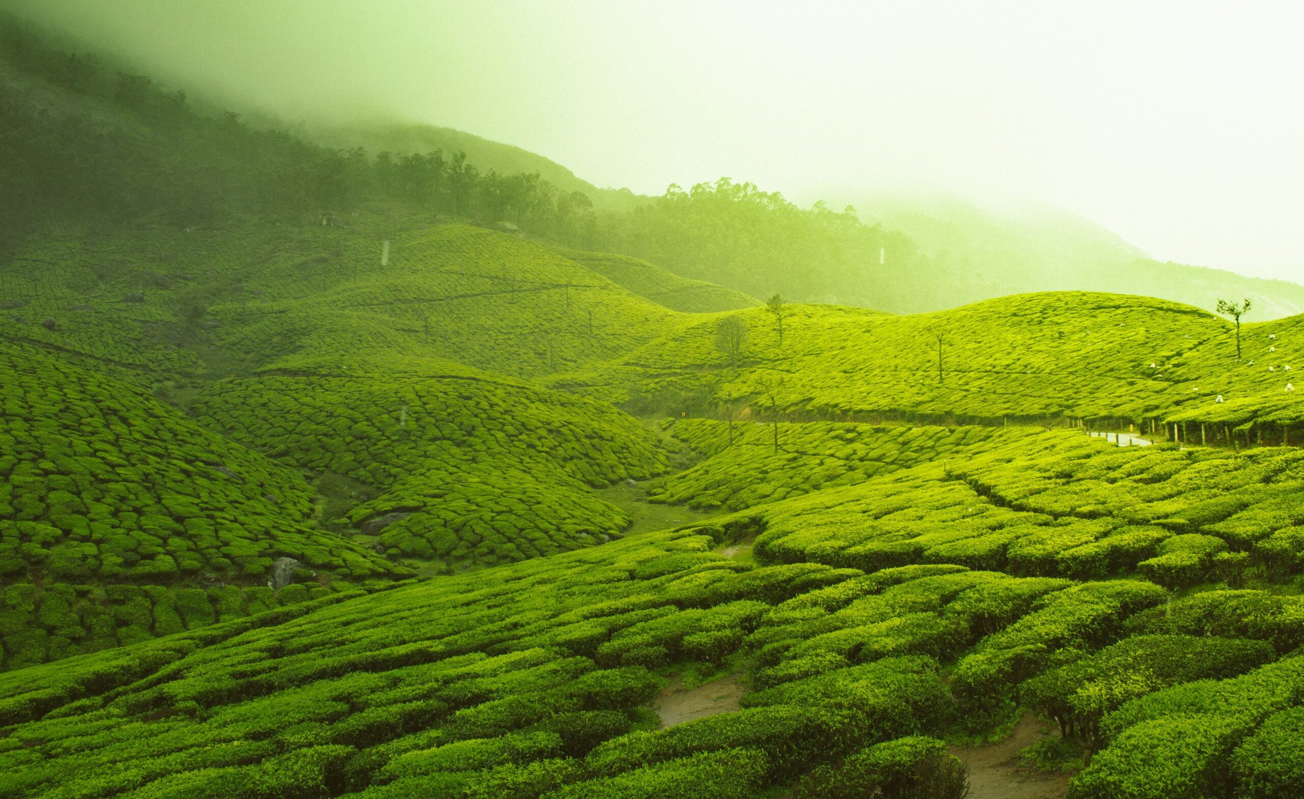 coorg-ooty-mysore-tour-package